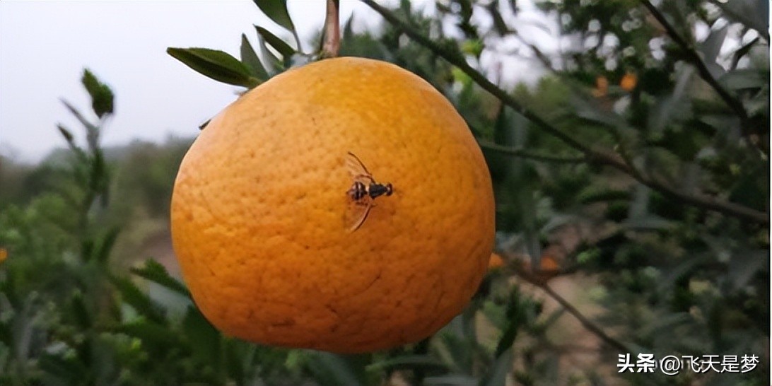 你的柑园布防果蝇未？
