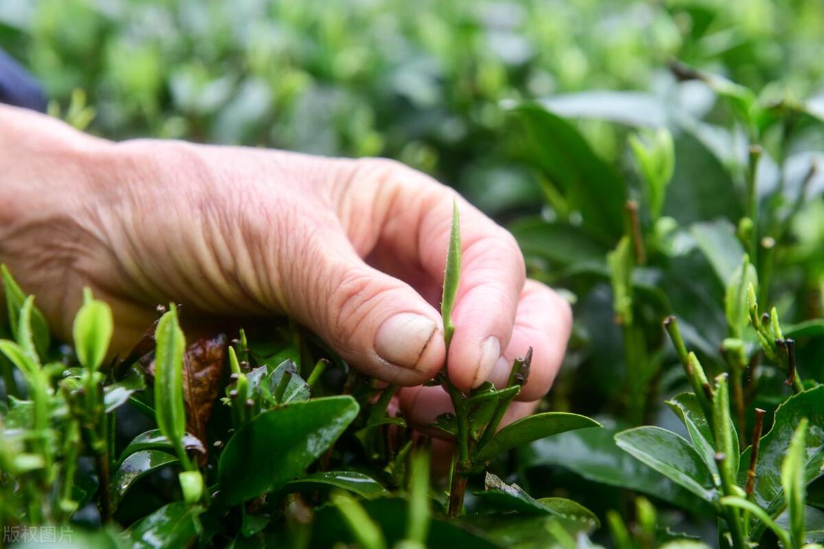 杭州历史文化和城市风貌,杭州历史文化名城图片