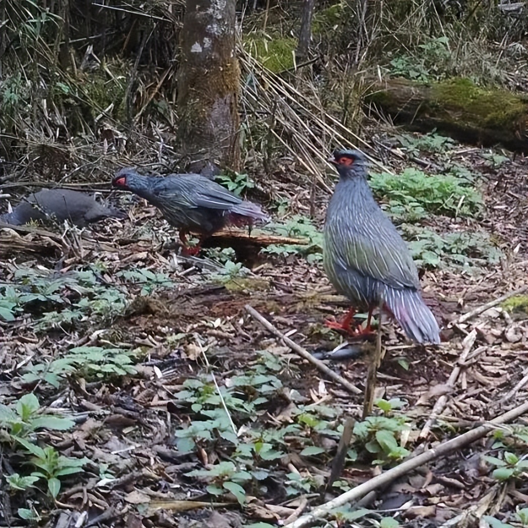 昭觉美姑,美姑路况