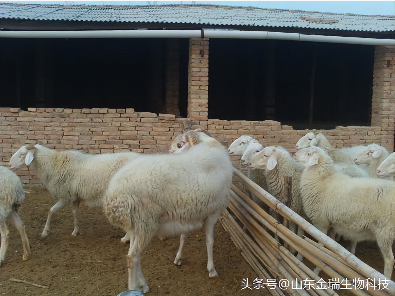 山羊的饲养方法和技术,波尔山羊养殖技术及管理