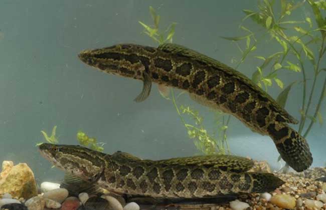 黑鱼除了钓黑鱼还能钓什么鱼,野钓黑鱼黑鱼是怎么繁殖出来的