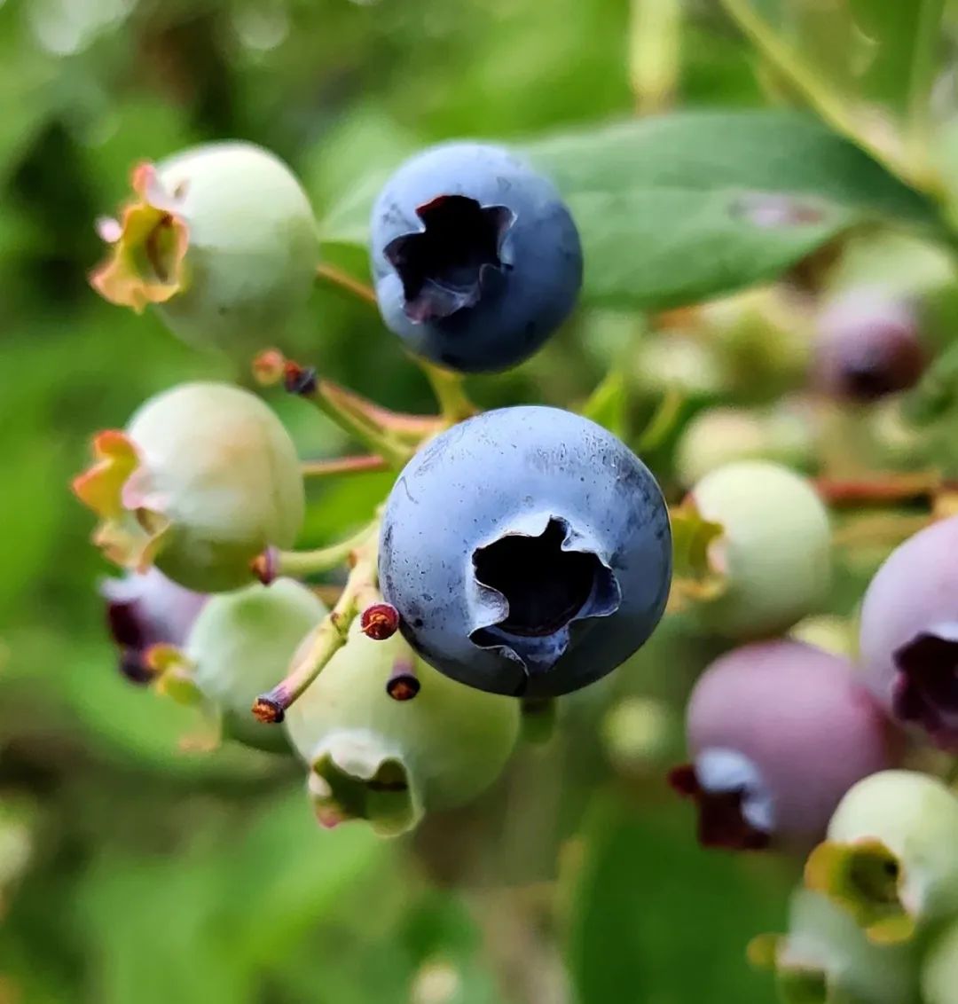 莓类浆果抗氧化抗炎,莓类抗氧化食物