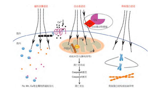 欧洲科学家发现磁场,科学家证实地球磁场