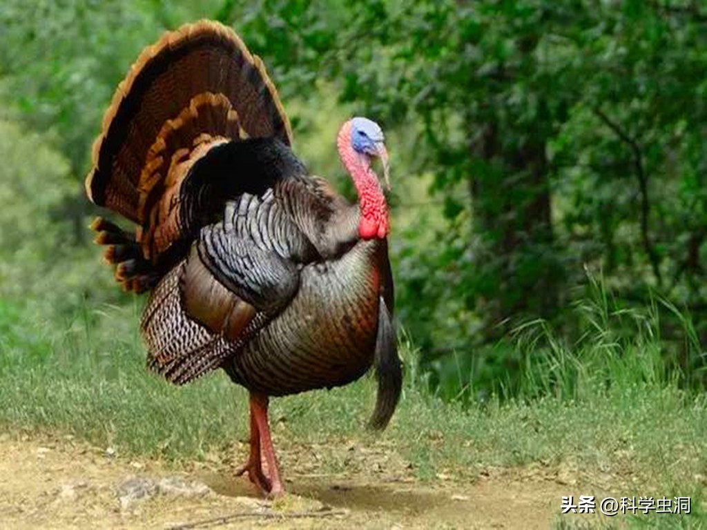 西方为什么喜欢火鸡,西方人为什么喜欢火鸡