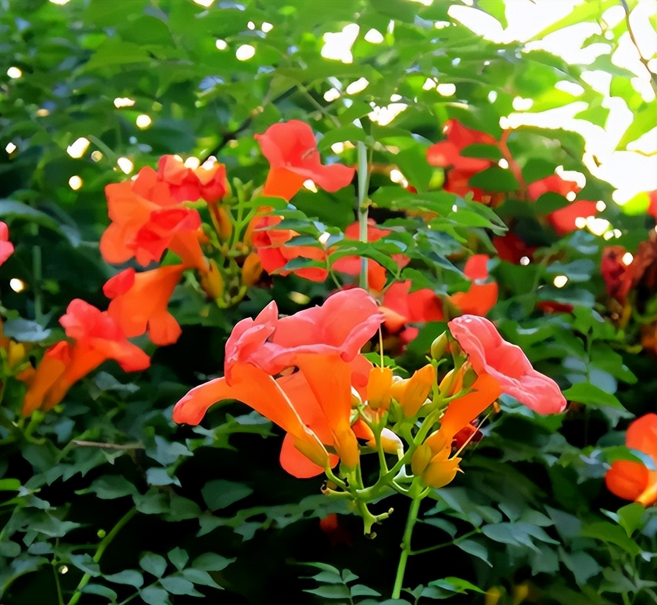 爱干净的人应该养什么动物,家中千万别养这8种毒花