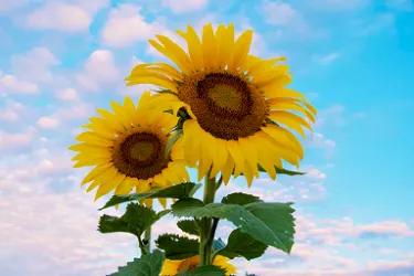 淘宝卖家关闭海外直邮订单怎么办,淘宝卖家加入全球购怎么退款