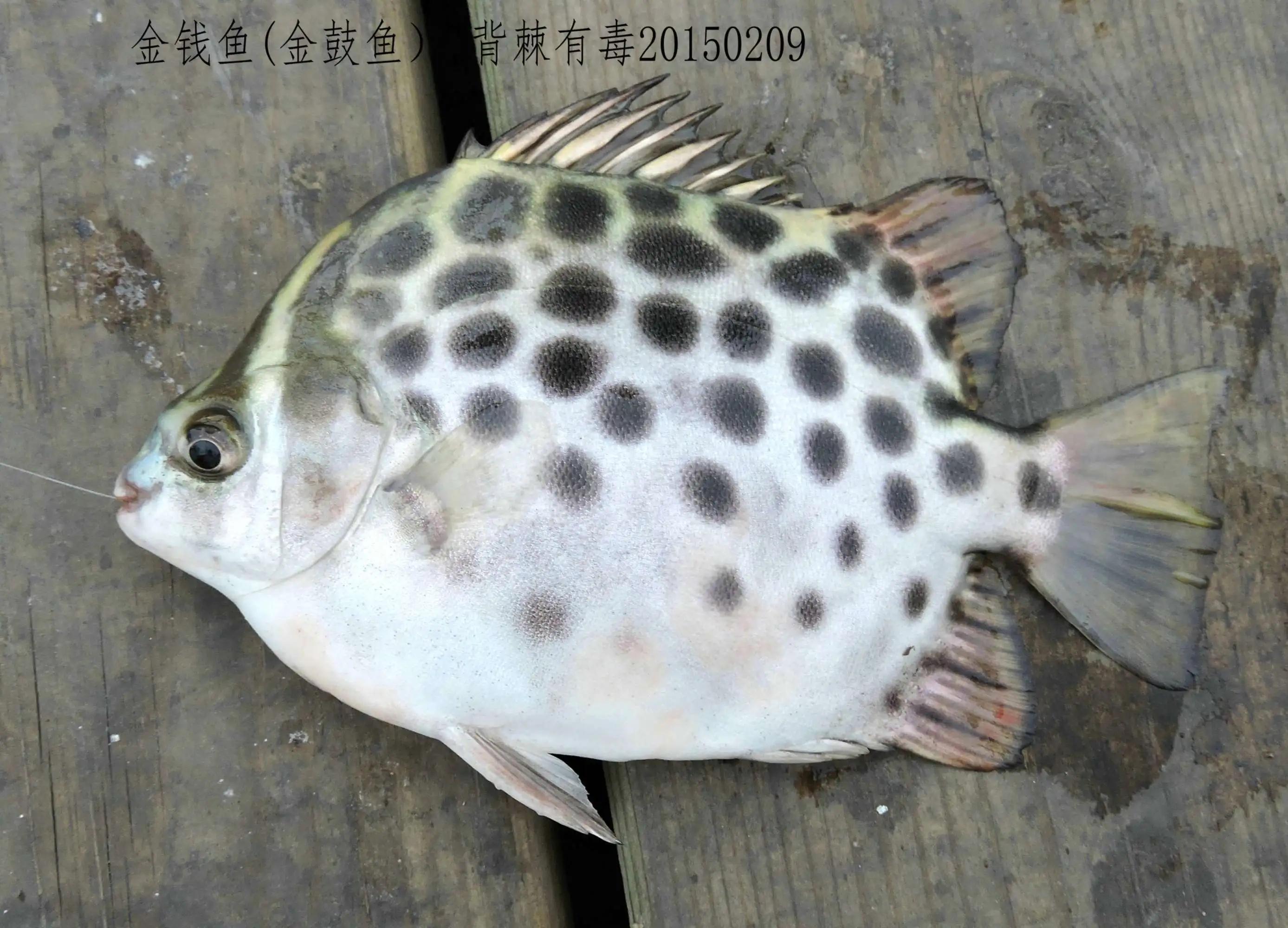 20种常见海鱼,十大常见野生海鱼