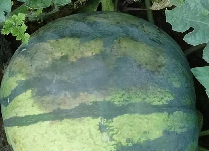 西瓜阴皮病防治特效药,防治西瓜阴皮病用什么药