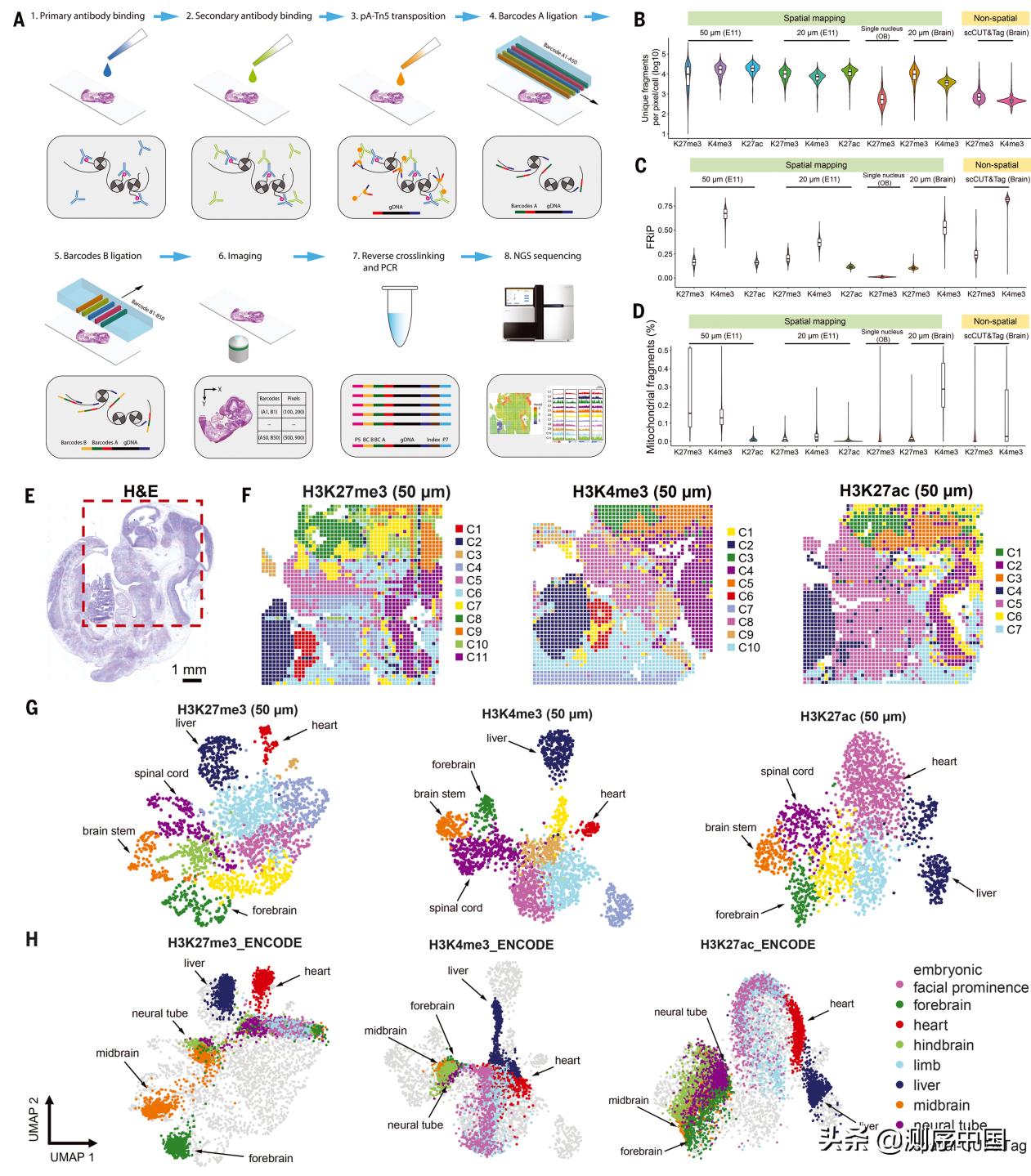开启空间组学新维度！樊荣团队发表Spatial-CUTTag技术