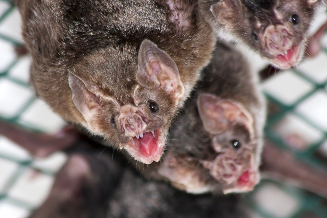 亚马逊河流域动物战斗力大比拼,亚马逊河流观赏鱼实力