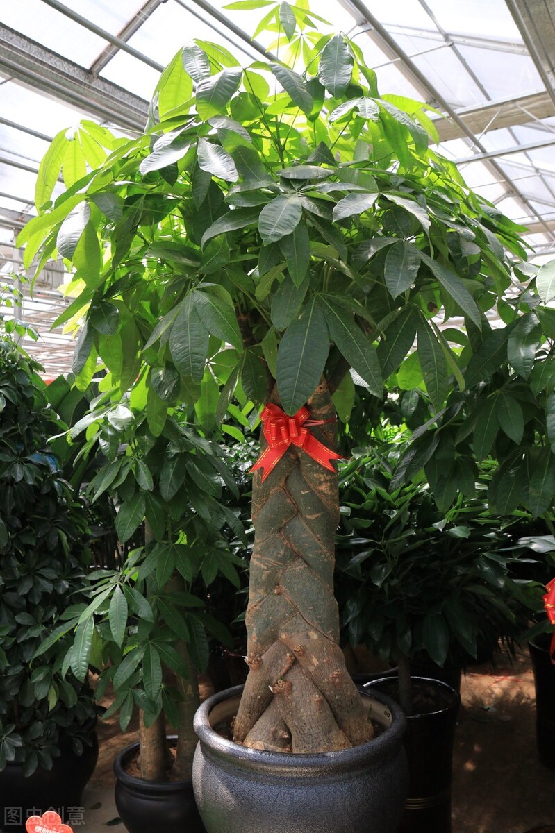 发财树富贵竹好运连连,发财树和富贵竹位置有什么讲究