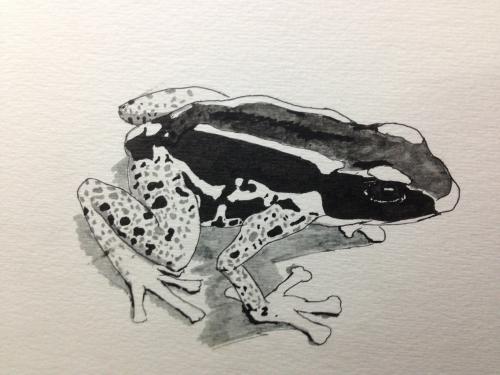 热带雨林十大危险动物蛇,亚马逊热带雨林最恐怖的蛇