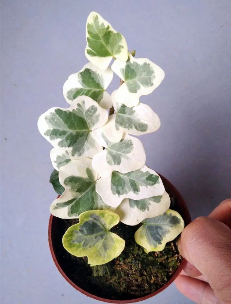 叶子油亮光滑,叶子光滑有光泽是什么兰