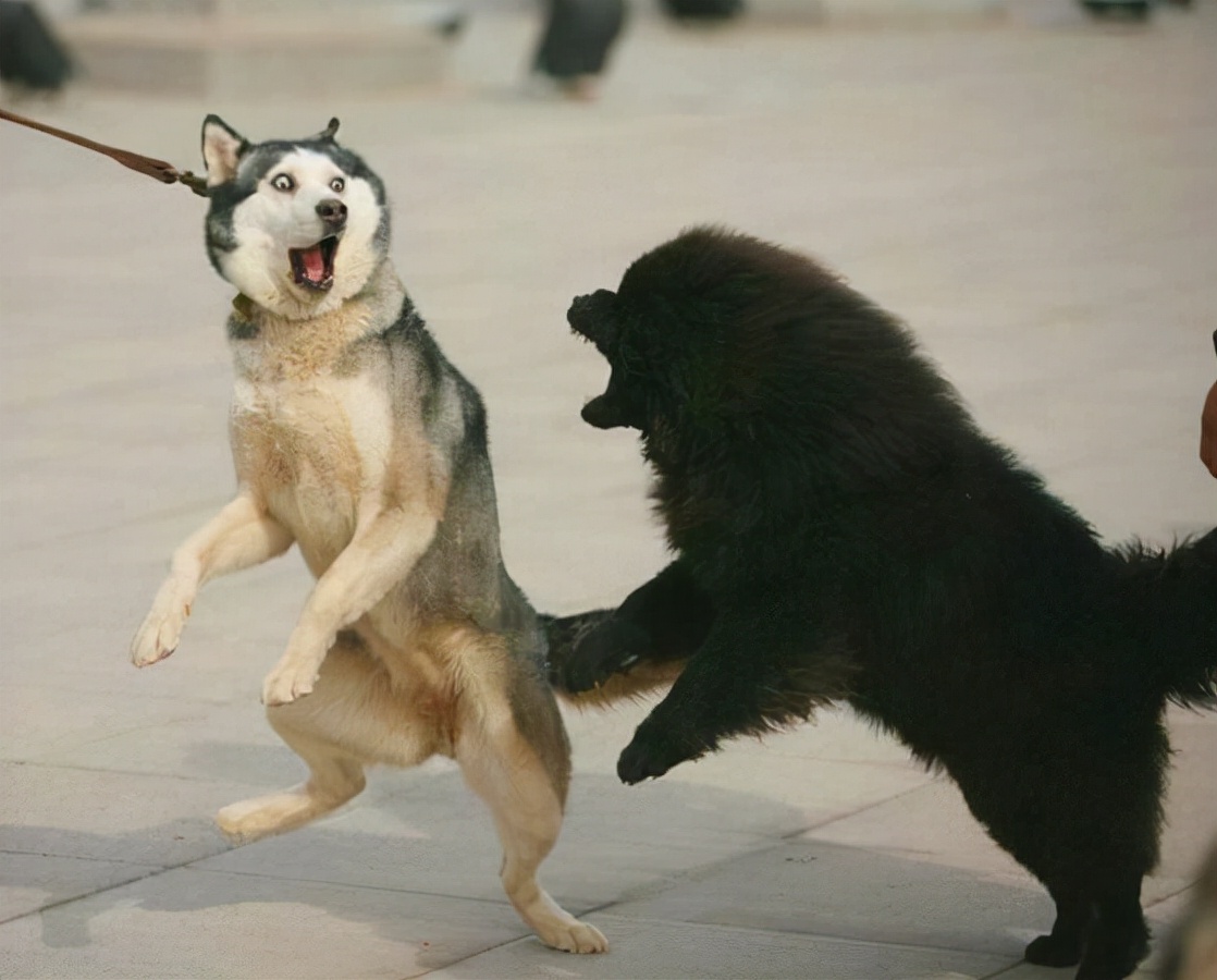 什么土狗看家又护主最好,最适合穷人养看家护院的5种狗