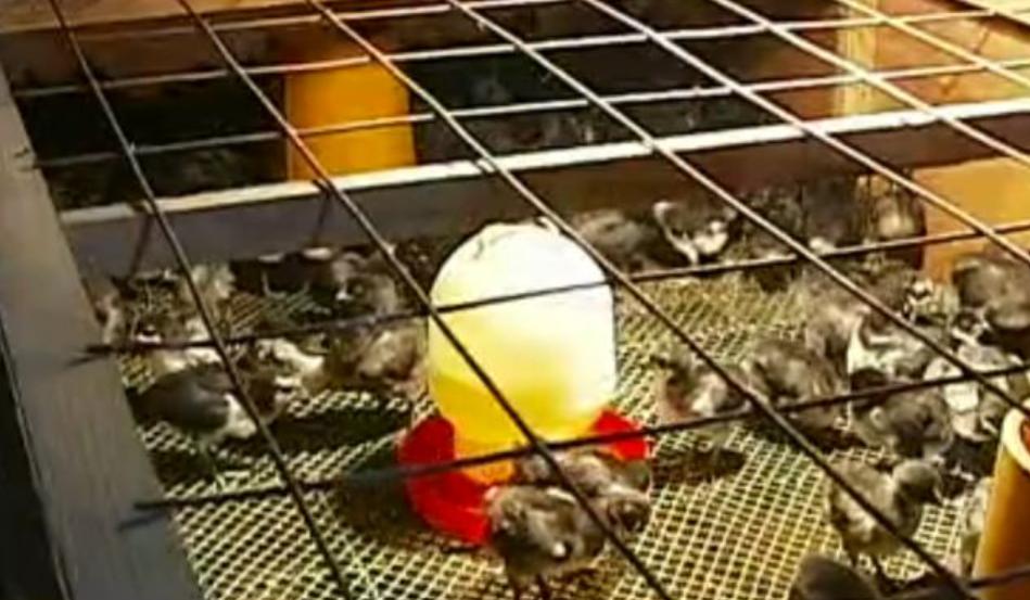 鍒樻枃鍧囧吇榛戦浮,鍥涘窛鍒樻枃鍧囧吇榛戦浮