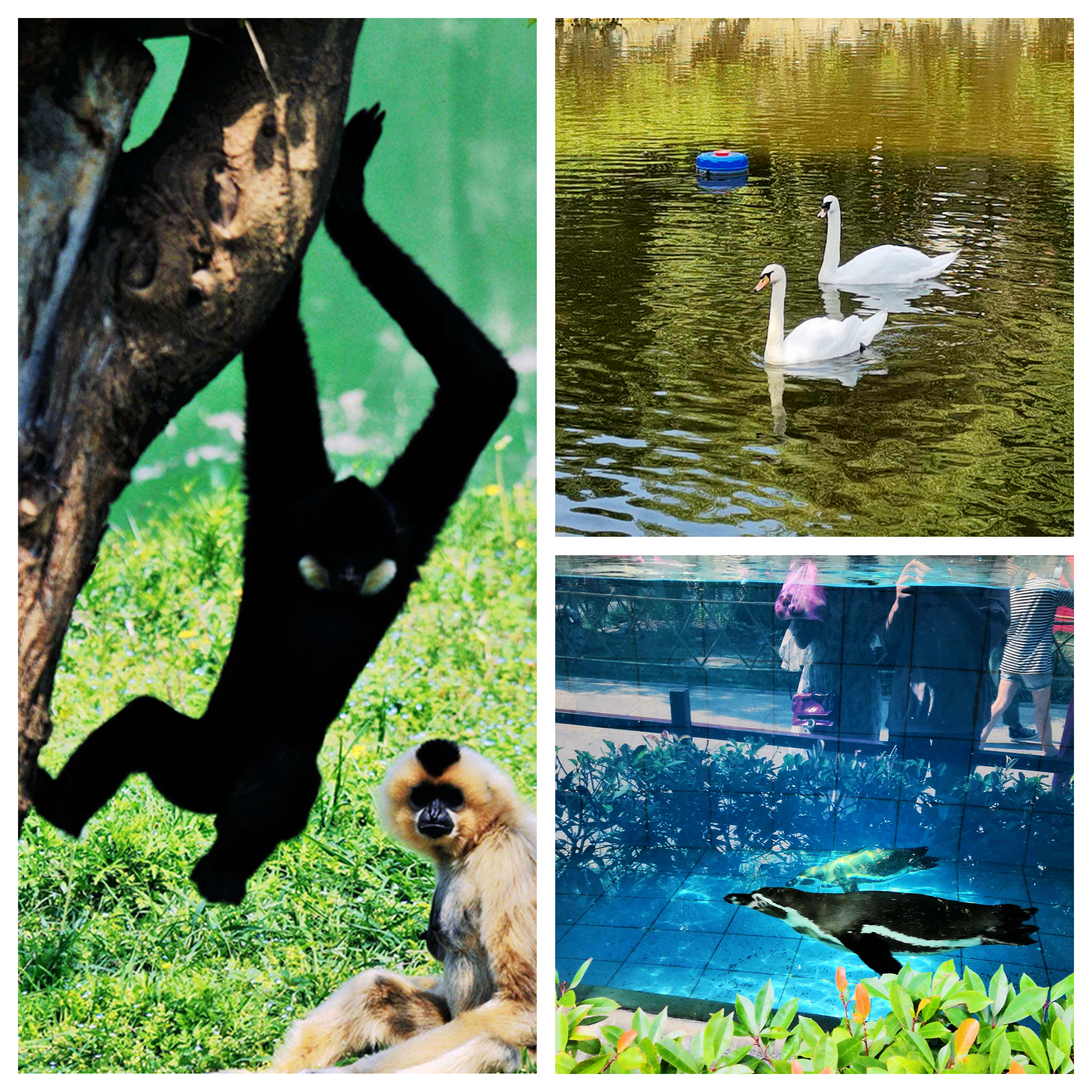 合肥野生动物园带孩子去攻略,合肥野生动物园游玩时间