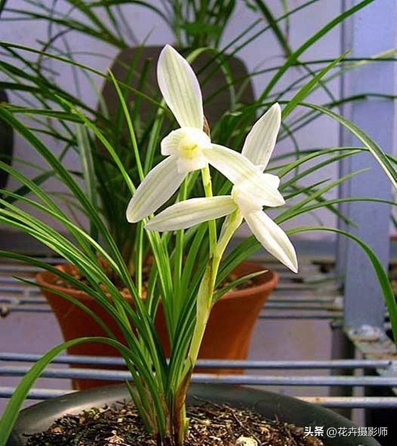 我国独有的“雪中花”，清新脱俗，开品端正，还不赶紧去捡漏