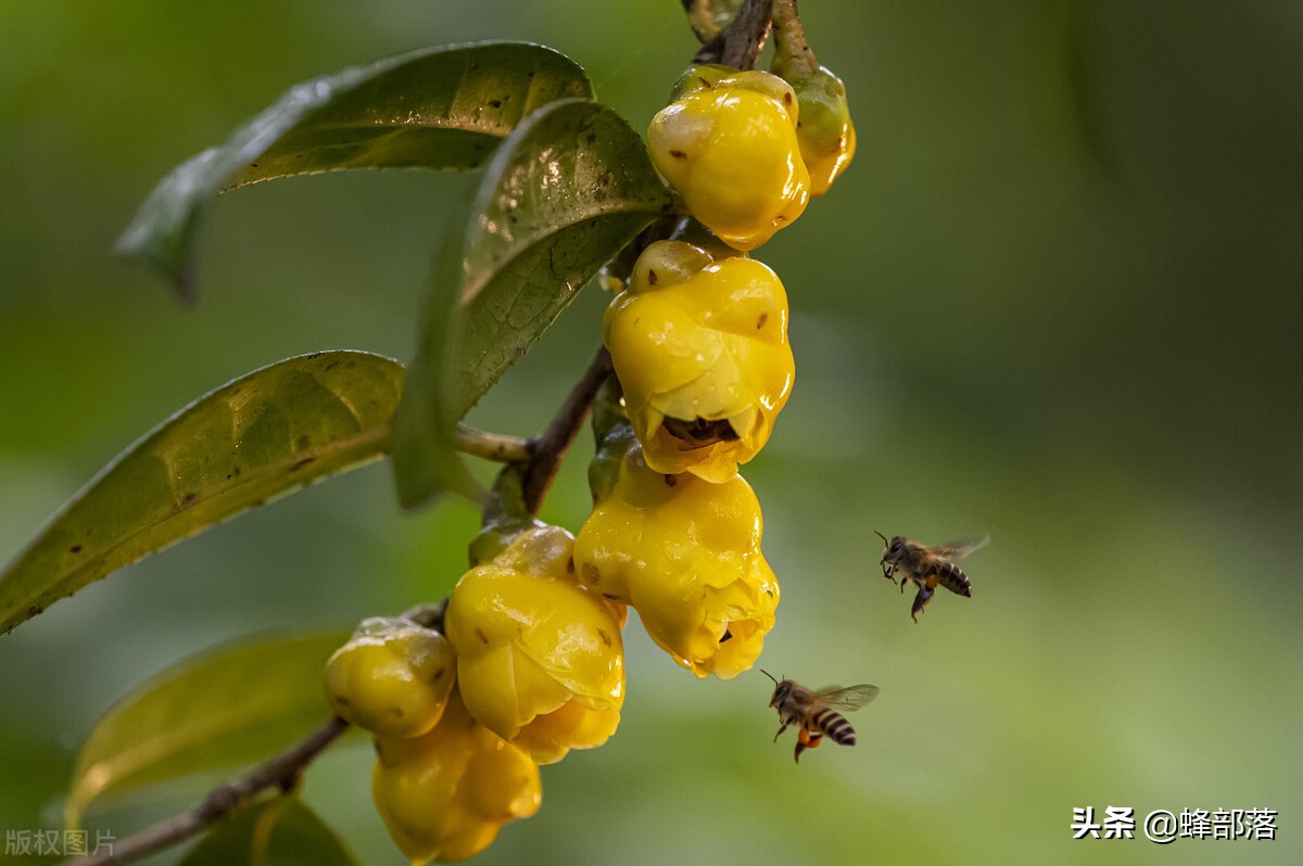 蜂王浆有吸引蜜蜂的吗,蜂王浆对蜜蜂有作用吗