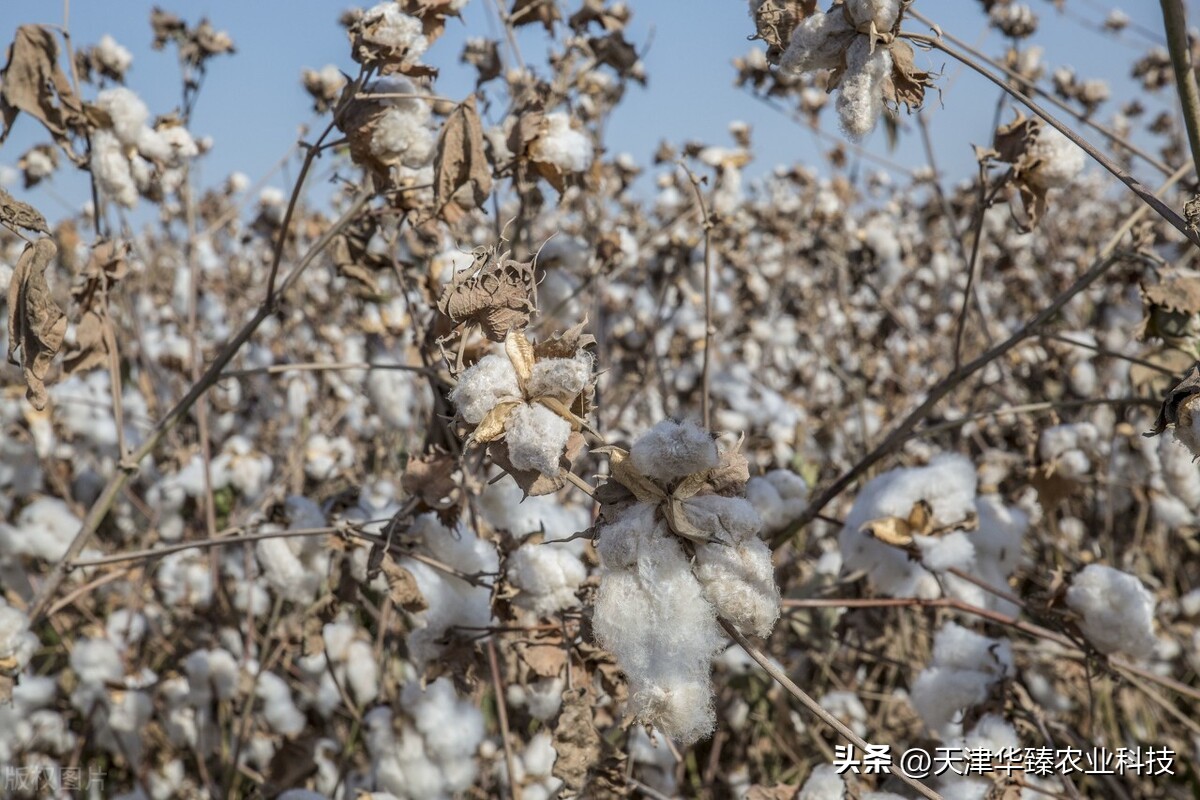 棉花的种植和管理视频,棉花的种植技术和管理规划