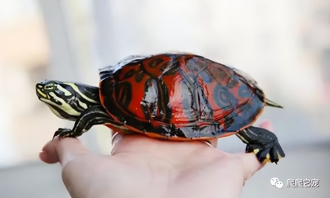 泥水养龟正确方法,泥水养龟教程必看
