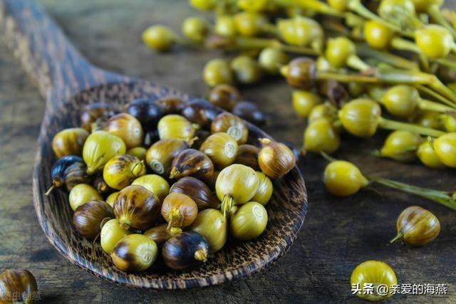 农村常见的草珠子,农村的草珠子有什么作用吗