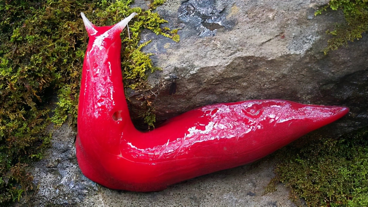 世界上最可怕的10种变异蜗牛,世界上最稀有的蜗牛品种