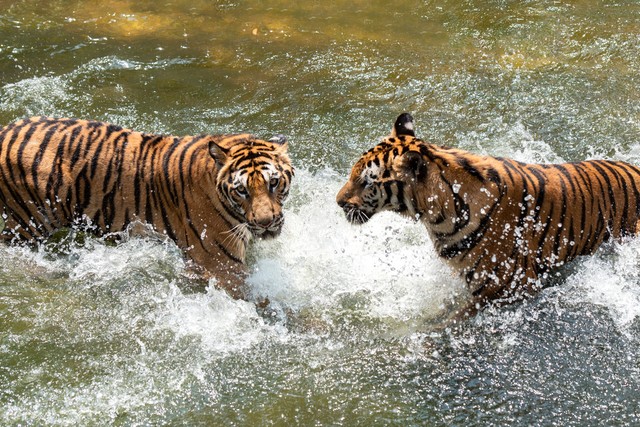 生肖虎一辈子对谁最好,生肖虎的最终的情感归属