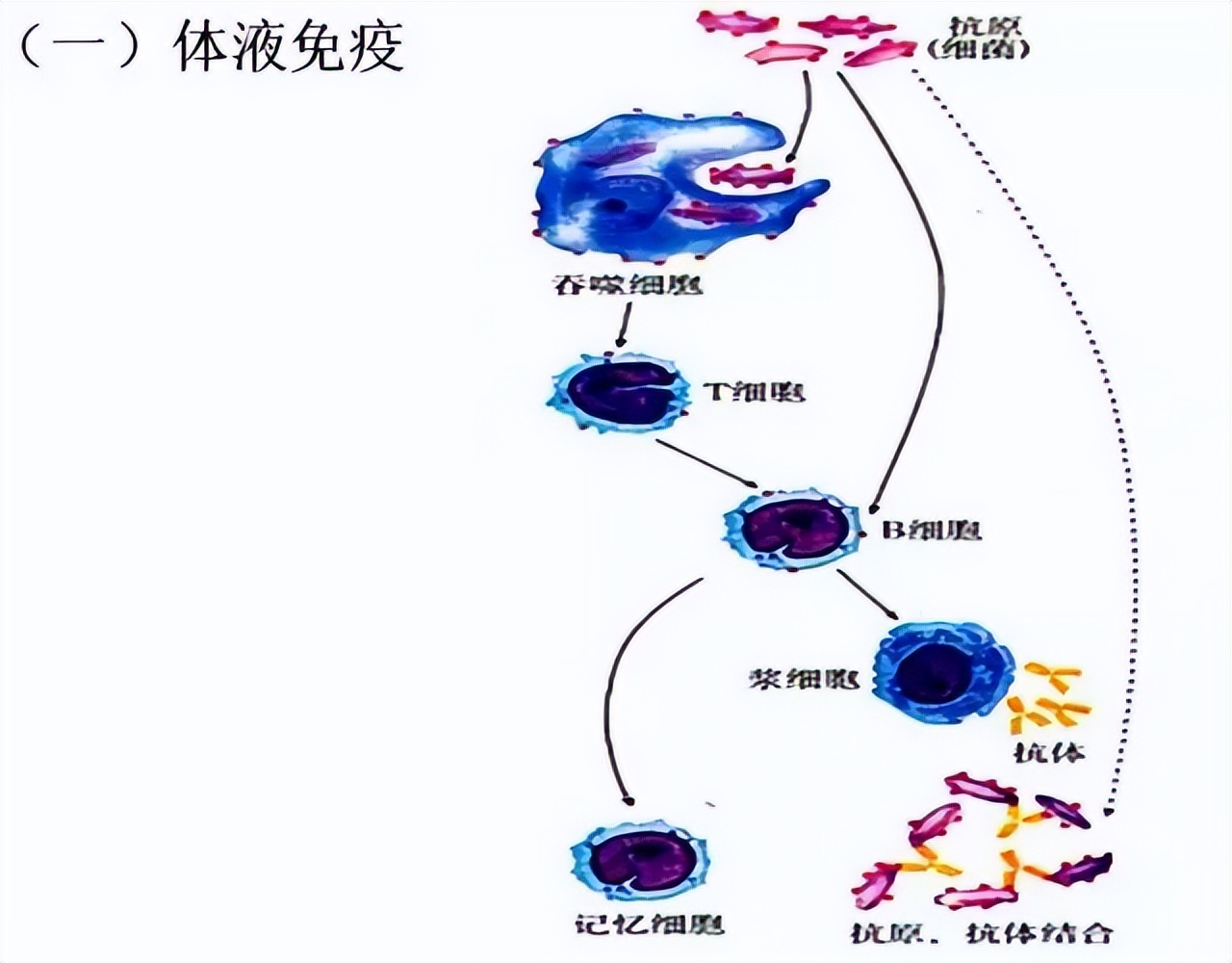 生物高中知识点免疫调节,高中生物免疫调节精讲视频