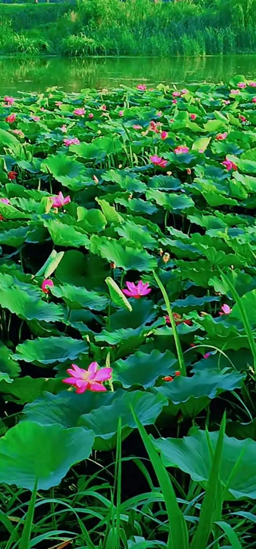 夏至荷花荷叶图片,夏至时节荷花正美图片