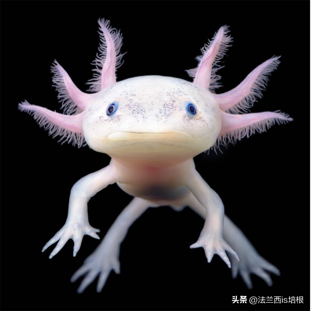 广州海关截获“六角恐龙”,花鸟市场50元6条,难道是濒危物种?