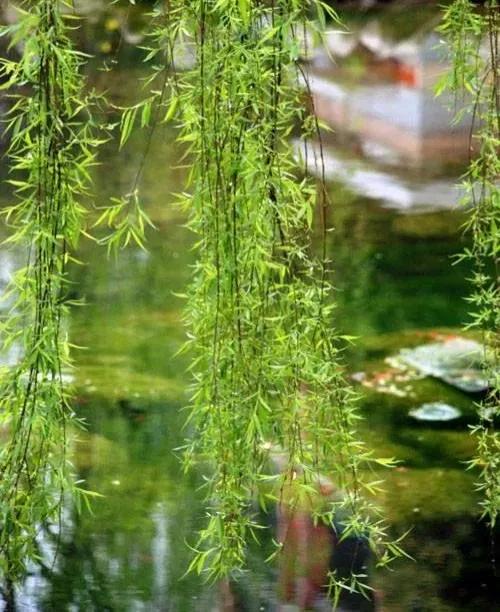 “柳枝”可不只代表“送别”，一文读懂所有“杨柳”文化