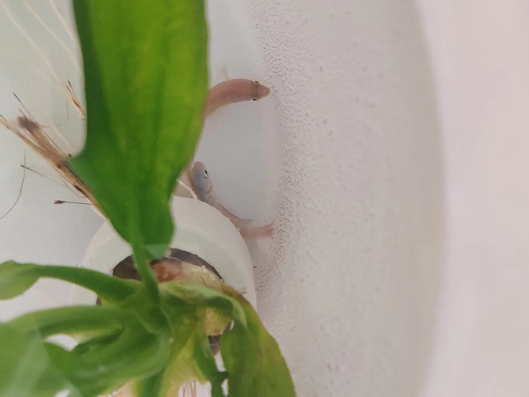 新手养斗鱼下崽了怎么办,新手养斗鱼零基础入门