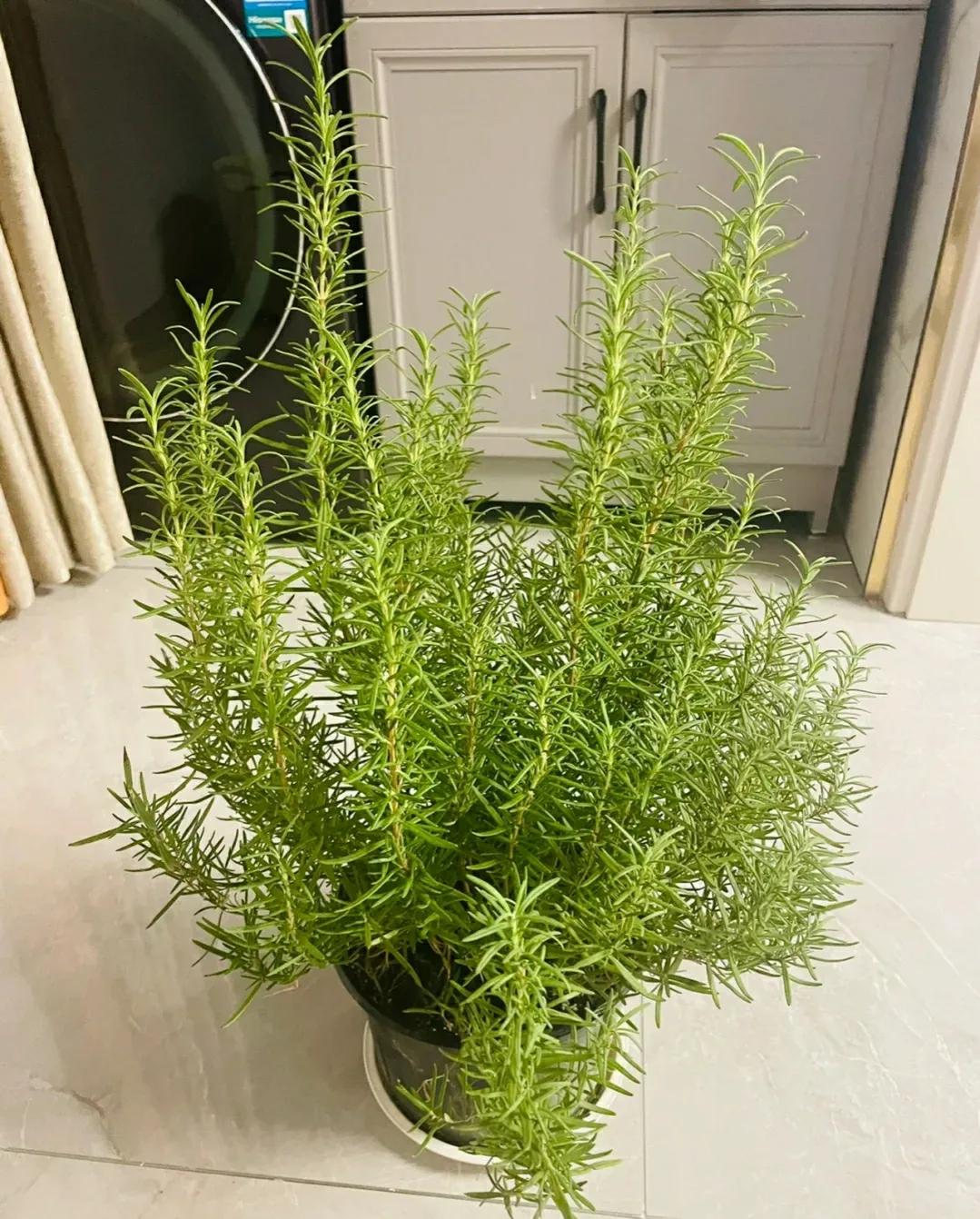 花期长又好养驱蚊的花庭院,半阴的环境驱蚊能养哪些花
