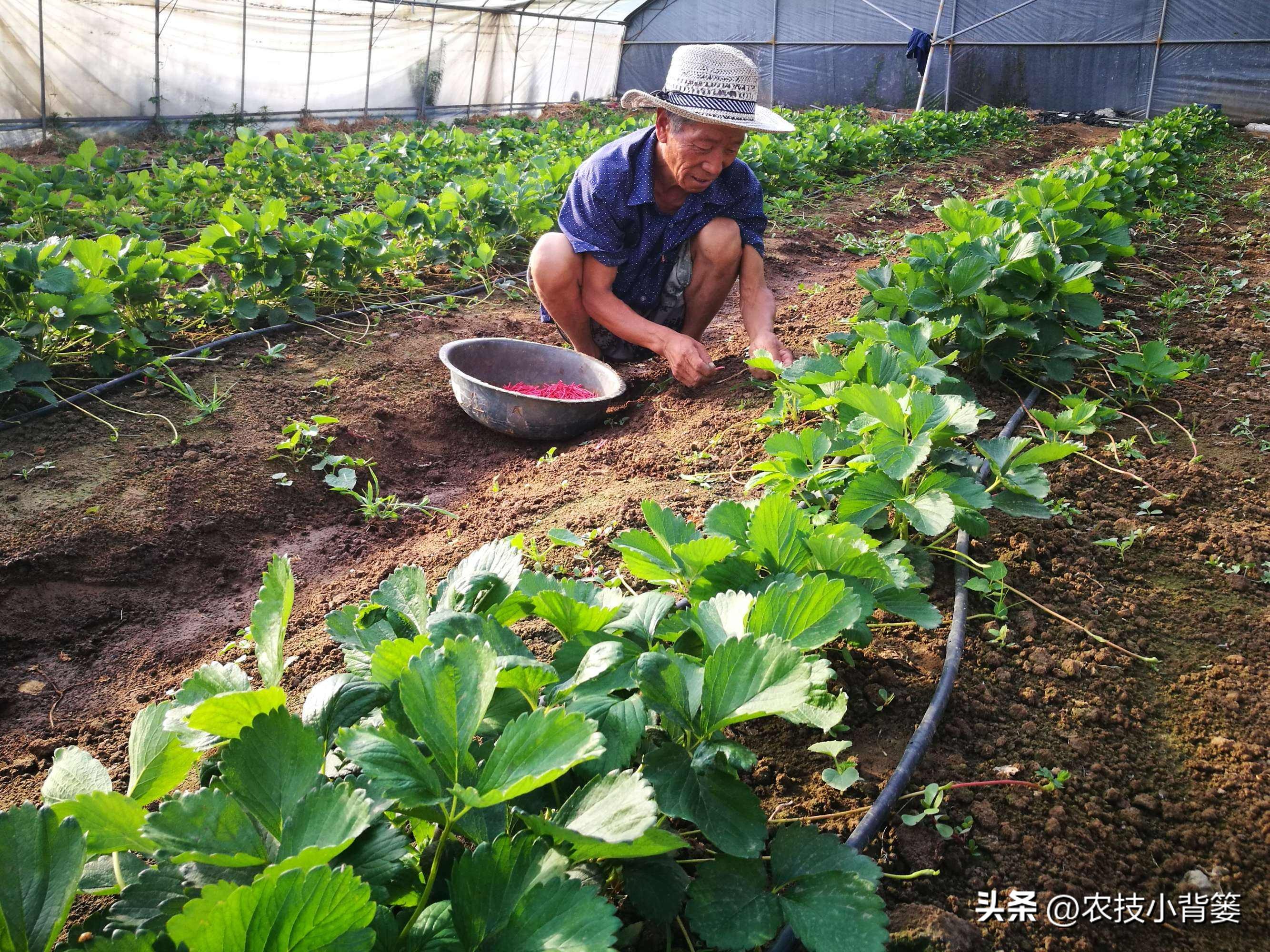 种草莓不要大棚能种植草莓吗,用烂草莓种草莓的正确种植方法