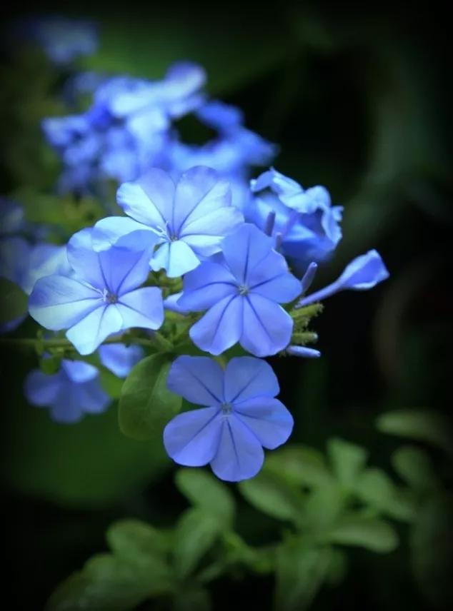 生长在衣服上的雪花,生长在热带草原的植物
