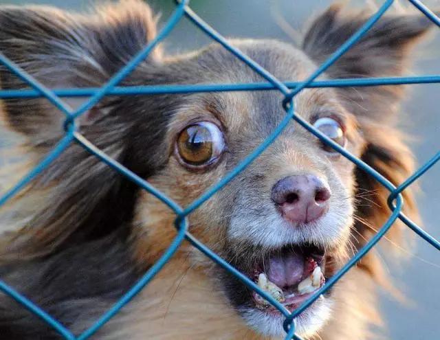 狗狗有这些特征可能得了狂犬病,狗狗有这5个信号可能是狂犬病