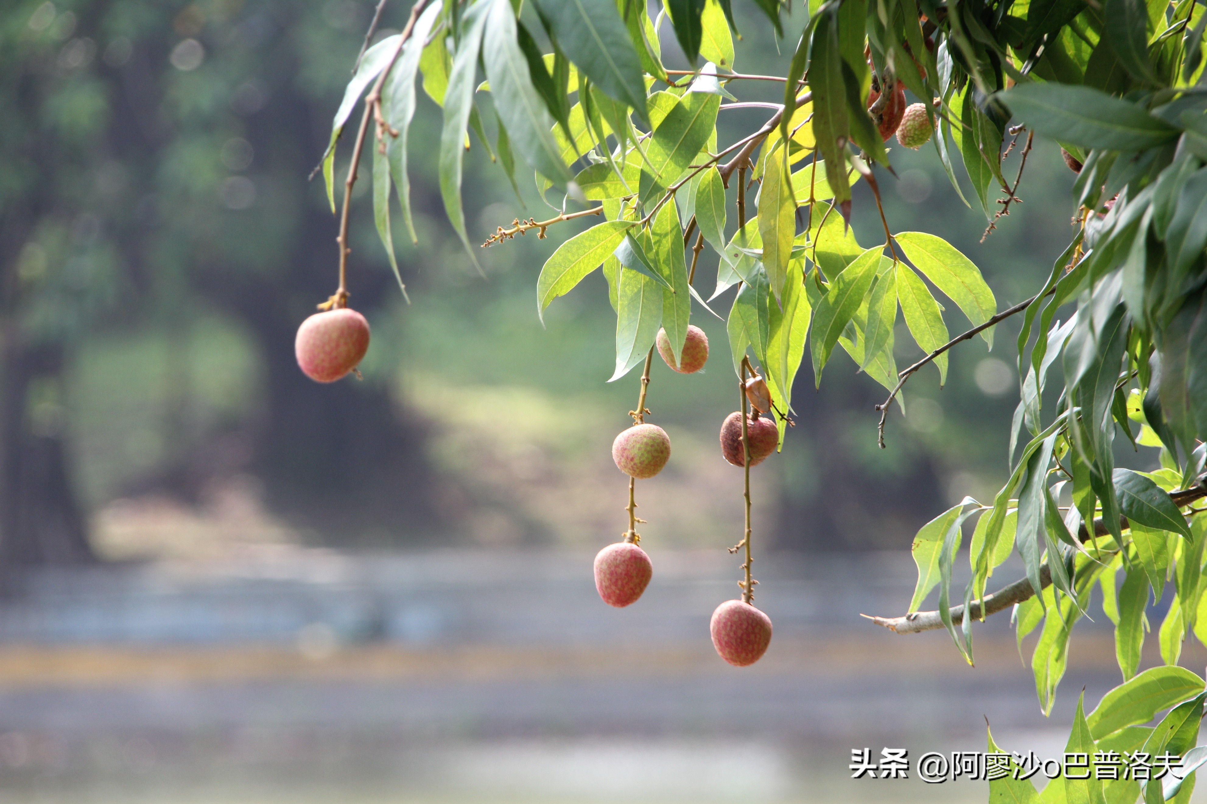 苹果12pm拍摄视频比12更好吗,佳能550d和iphone14拍摄对比