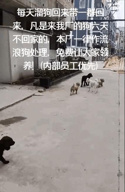 土狗月薪3000,小土狗打工