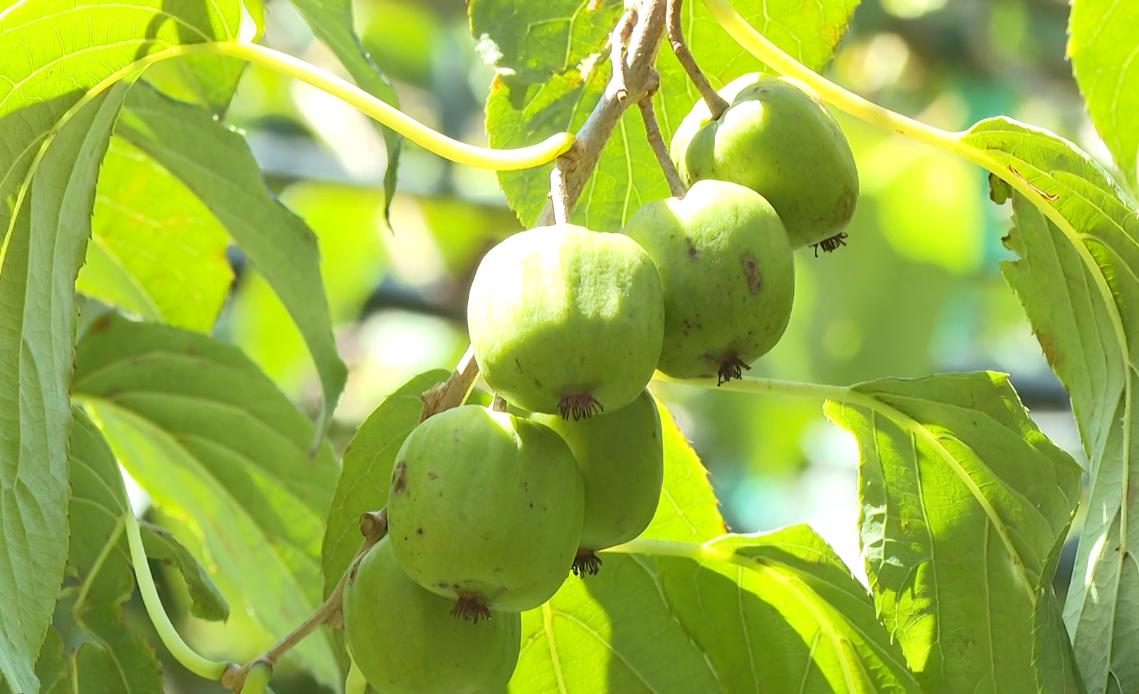 质优价高效益好！圣井山上的“超级水果”奇异莓上市
