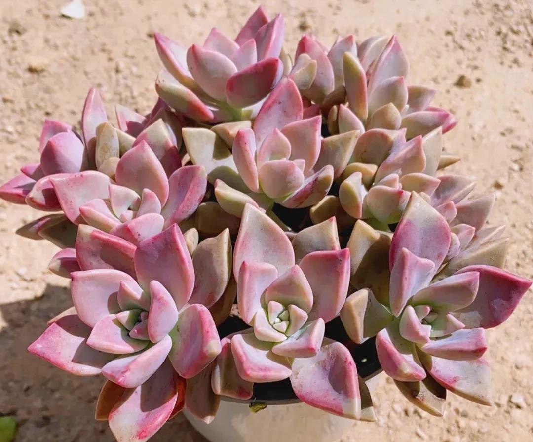 好看粉色多肉植物,初恋的多肉和紫珍珠图片