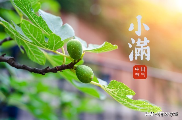 说说小满的节气特点是什么,小满节气的来历和习俗完整版