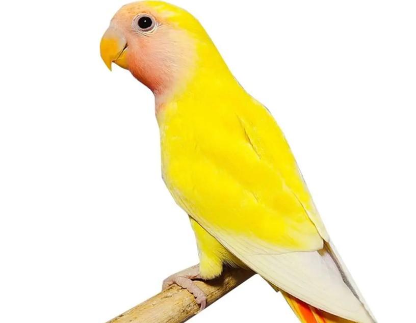 新手饲养鹦鹉的技巧和注意事项,新手养鹦鹉应注意哪些细节