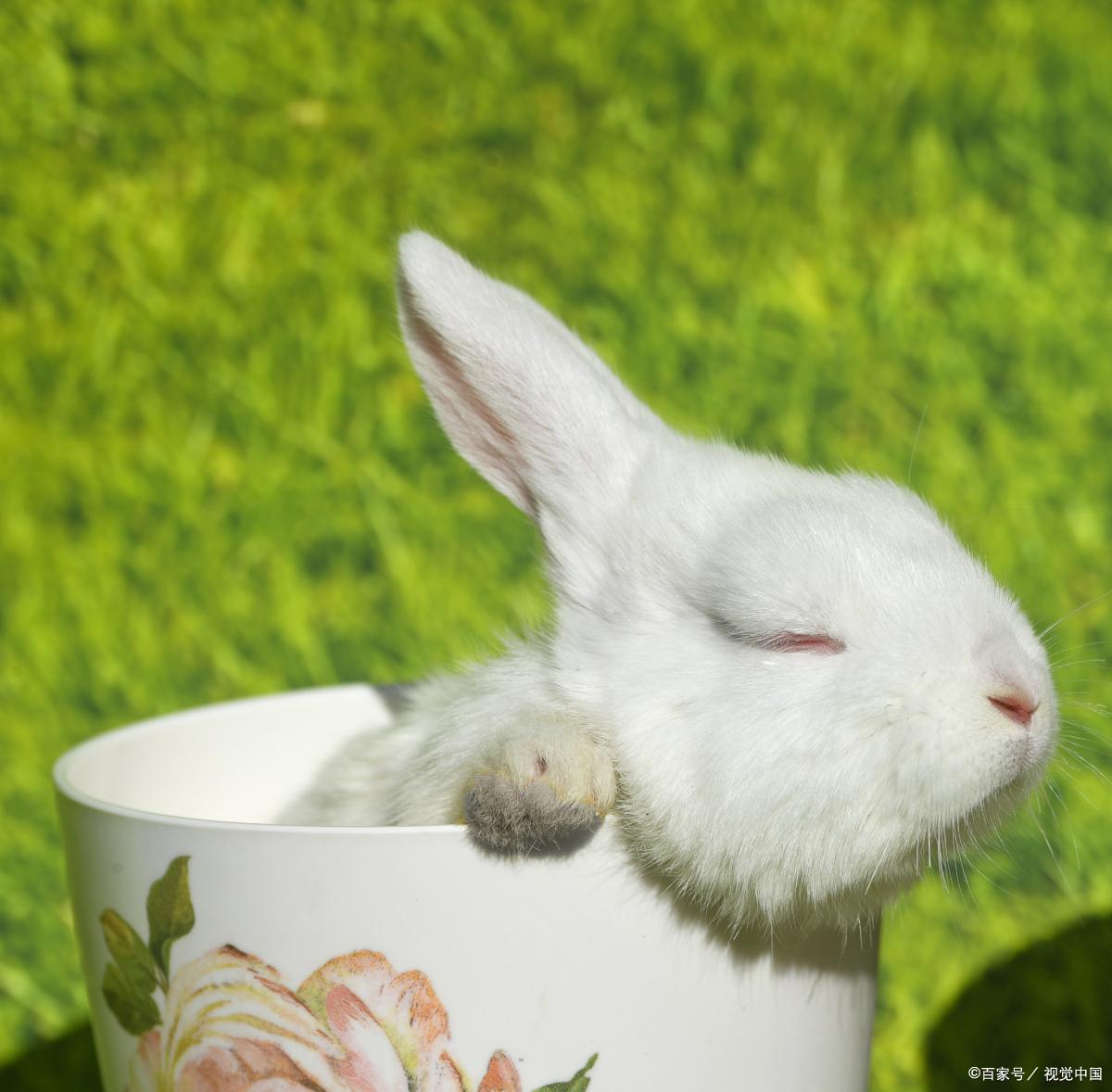 养殖兔用什么兔粮最好养,养兔经验分享兔粮一次喂多少