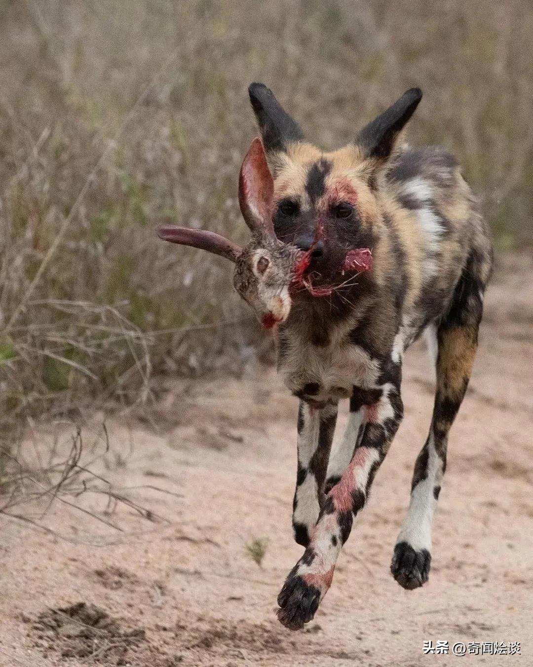 鬣狗捕食动物图片,鬣狗捕杀巨蟒