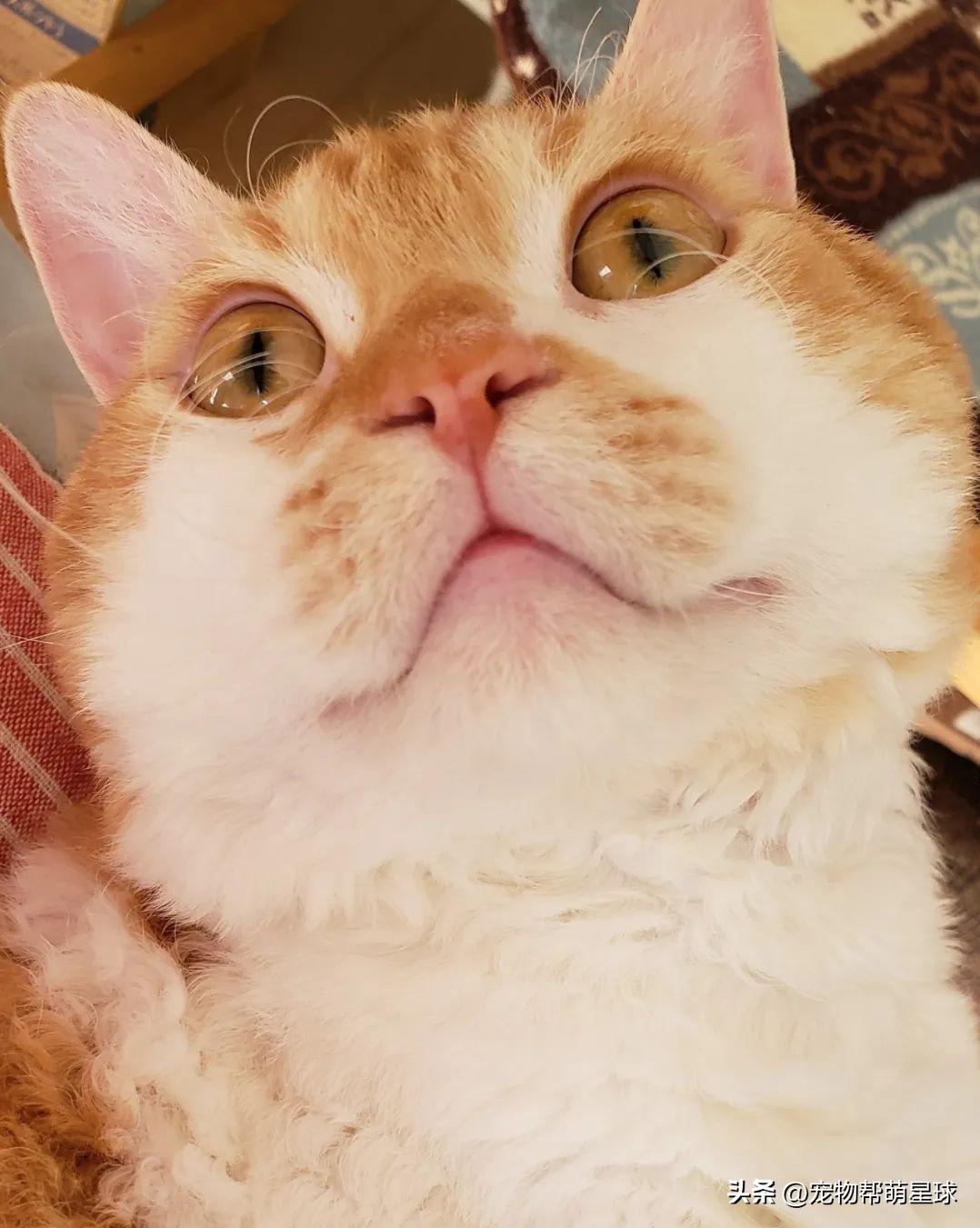 猫咪胡子被烧了,猫咪胡子卷曲是得病了吗