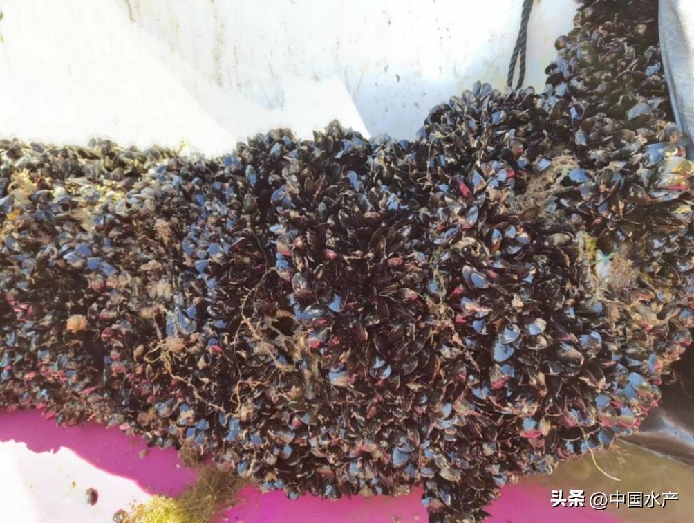 水生外来物种入侵防控工作方案,水生动物防疫