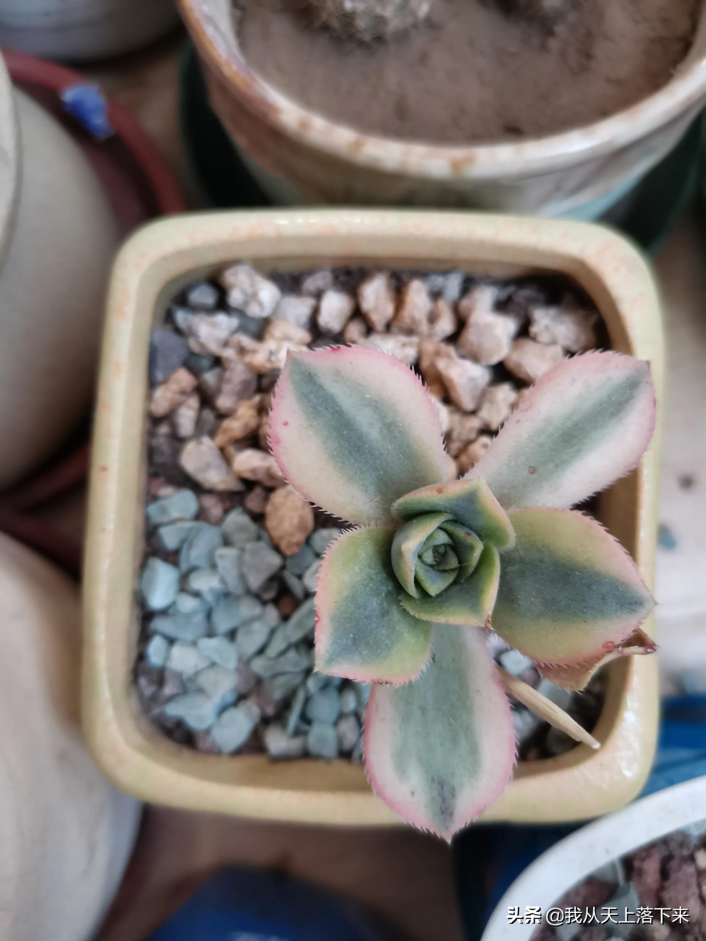 多肉品种及图片大全欣赏,多肉品种辨别图片大全欣赏