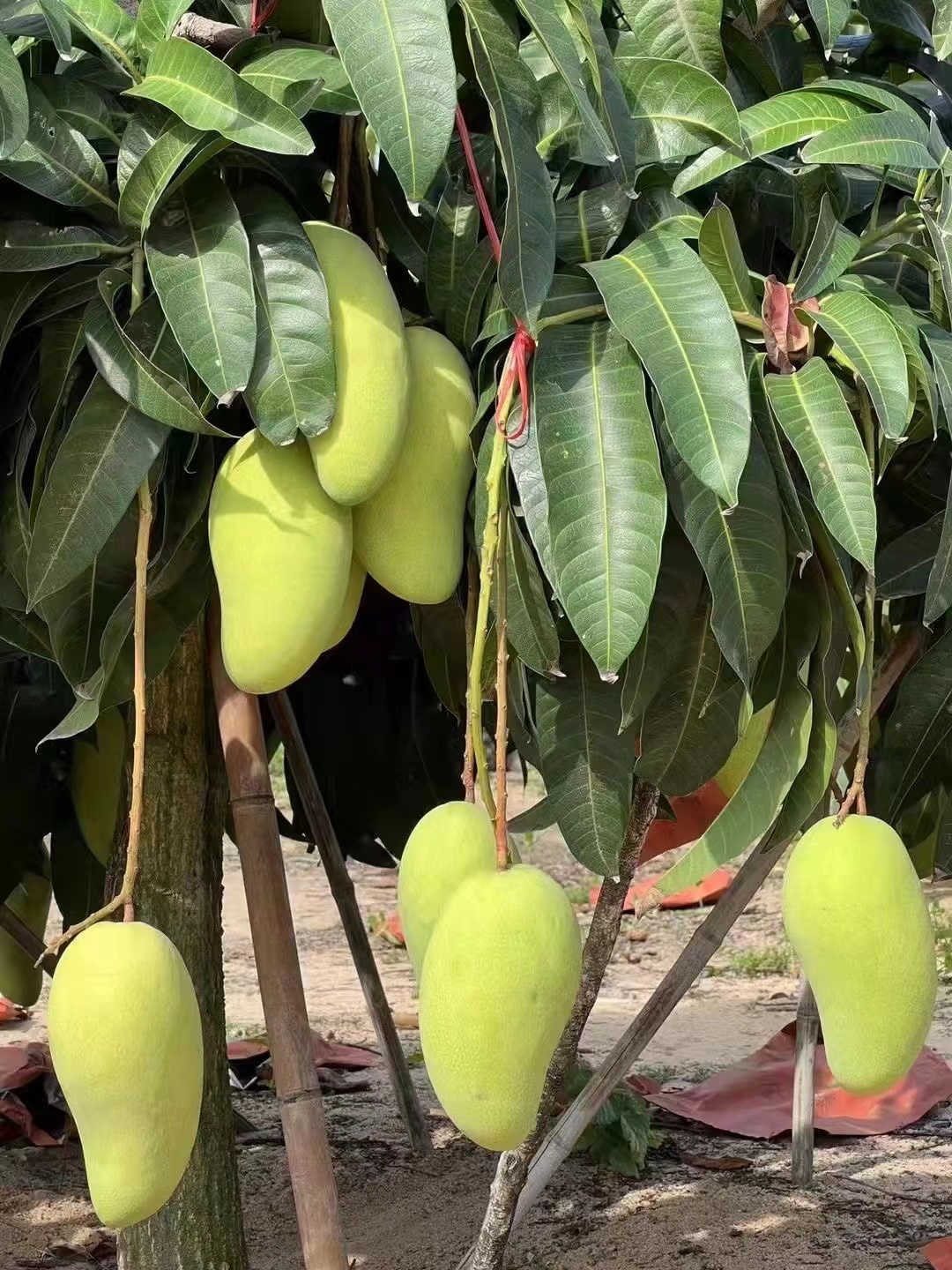 最好吃的芒果没有之一又甜又糯,广西芒果和海南芒果哪个好吃