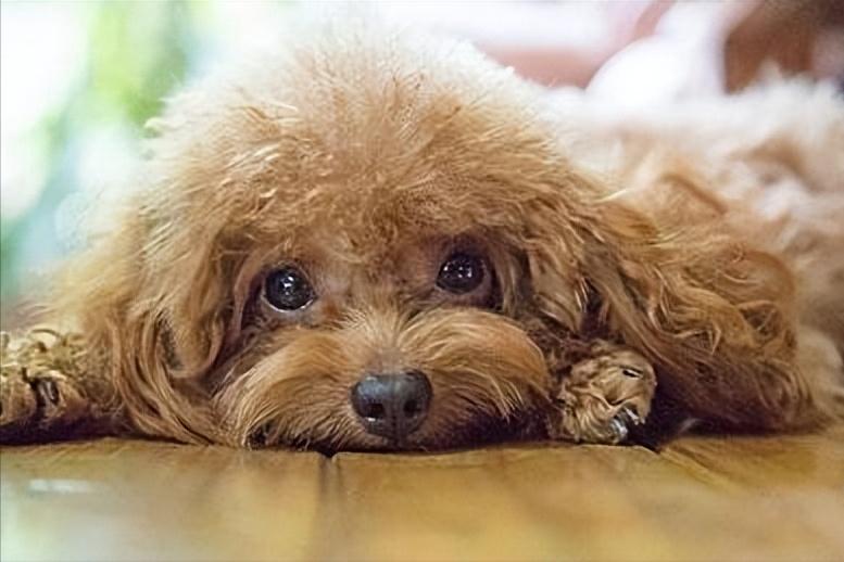 泰迪咳嗽吃什么药效果好？为什么咳嗽？