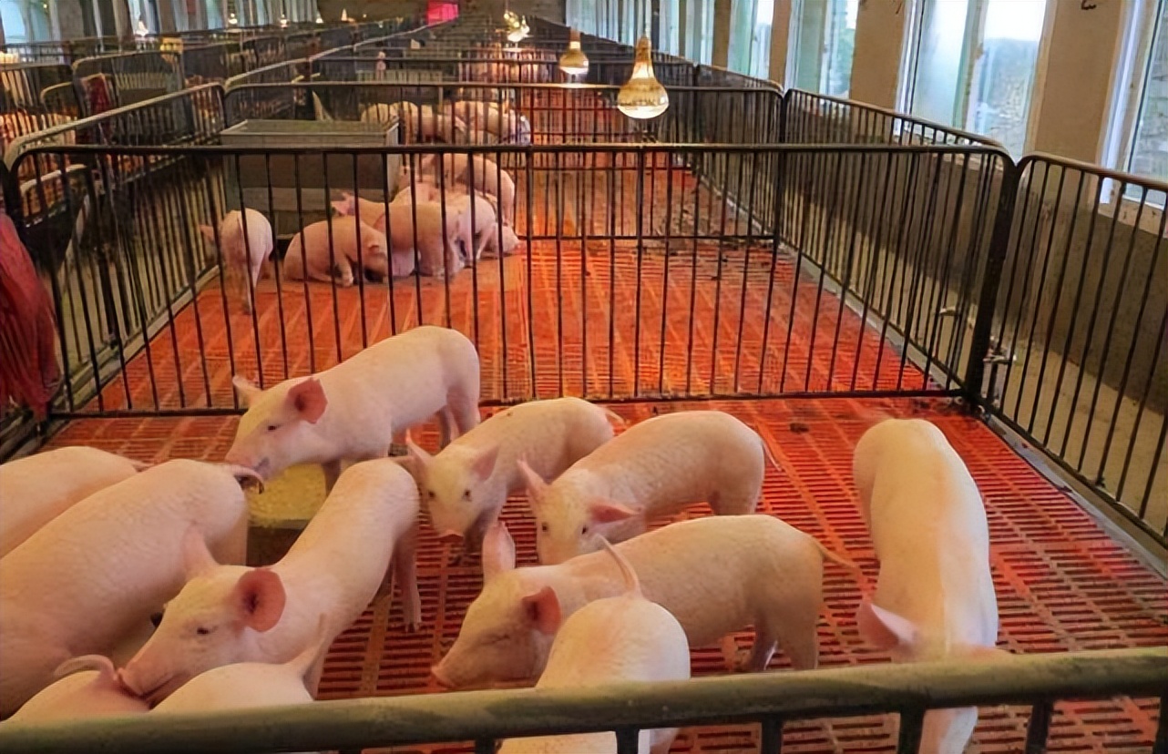 猪发烧42度不吃食一招解决方法,最近猪发烧不吃食怎么治疗